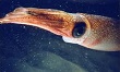 Cuttlefish.jpg