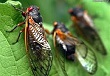 cicadas.jpg