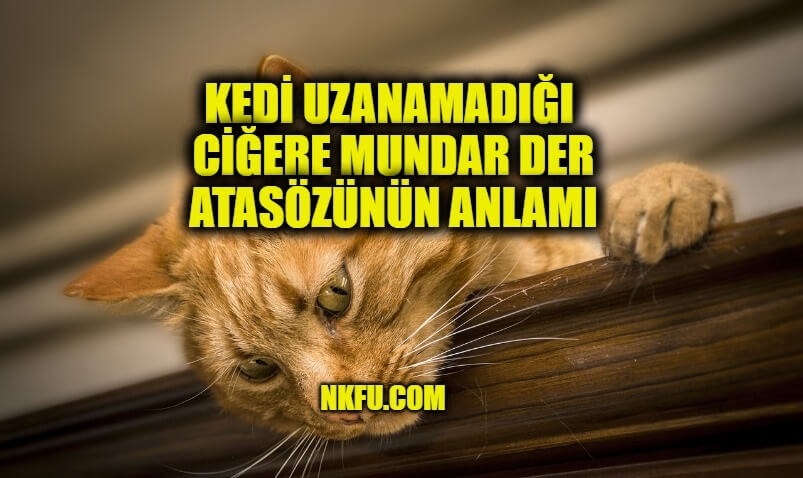 kedi uzanamadığı ciğere mundar der