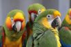 Papağanlar Nasıl Konuşabiliyor?