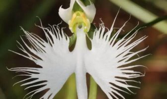 Beyaz Ak Balıkçıl Orkide