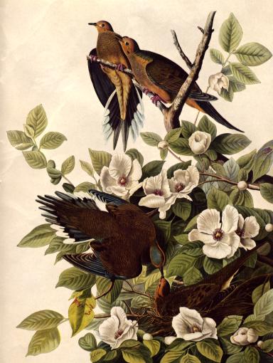 John James Audubon Kuş resmi