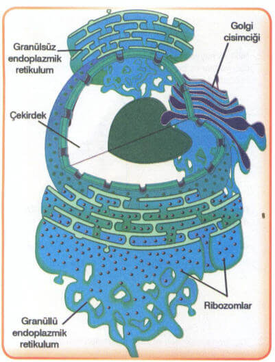 Endoplazmik Retikulum