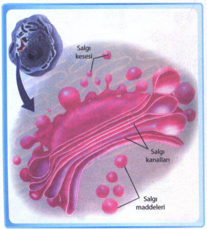 Golgi Aygıtı