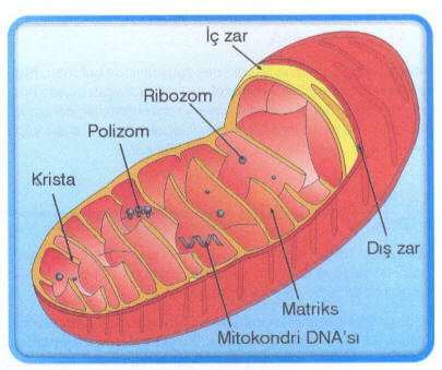 Mitokondri