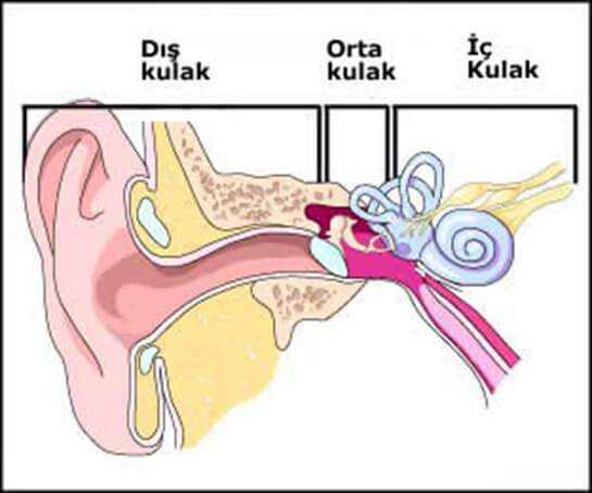 Orta Kulak