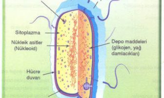 Bakterinin Yapısı