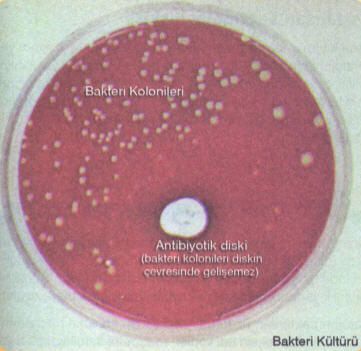 Bakteri Kültürü