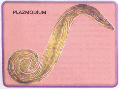 Plazmodium