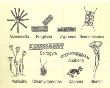 Protozoa Kültürü