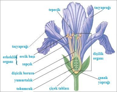 Çiçeğin Yapısı ve Üreme Organları