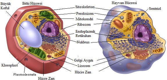Hayvanla Bitki Hücresi Farkı