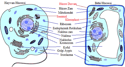 Hayvanla Bitki Hücresi Farkı