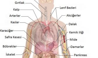 İnsan Vücudu Anatomisi - İnsan Vücudu Resimleri