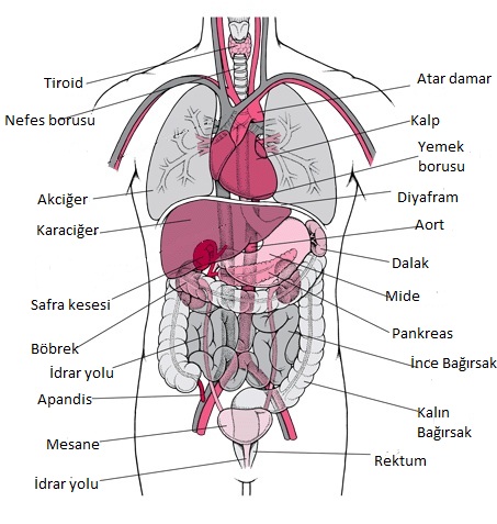İnsan Vücudu Anatomisi - İnsan Vücudu Resimleri