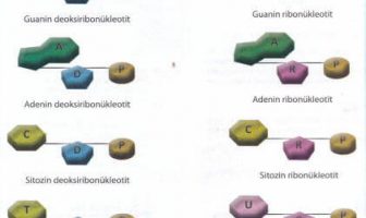 DNA ve RNA Nükleotitleri