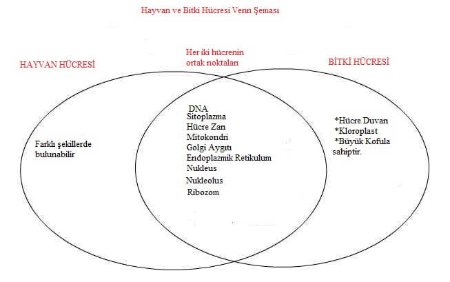 Venn Şeması Örnekleri