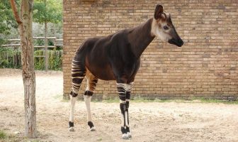 Okapi