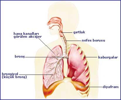 Diyafram resmi