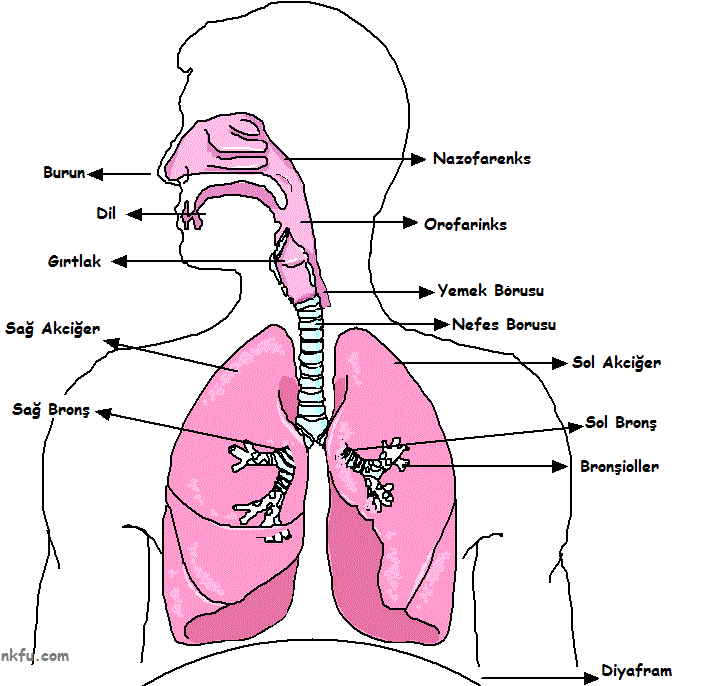 Solunum Sistemi diyagramı