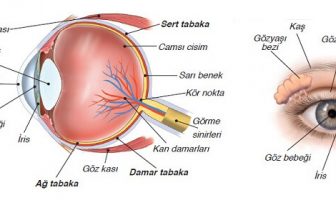 gözün yapısı