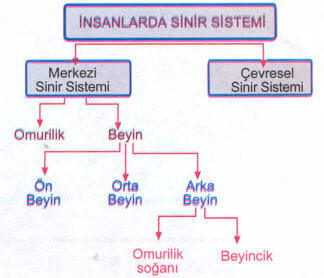 Sinir Sistemi