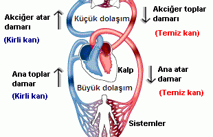 Küçük Kan Dolaşımı