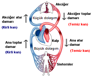 Küçük Kan Dolaşımı