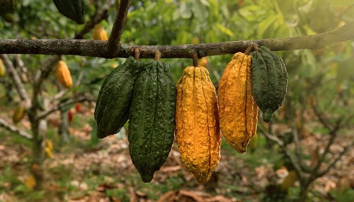 Kakao ağacı