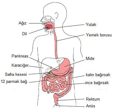 Sindirim Sistemi