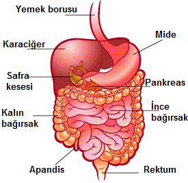 Sindirim Sistemi