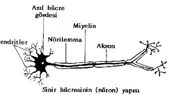 Sinir Hücreleri