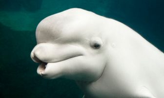 beyaz balina