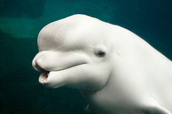 beyaz balina 