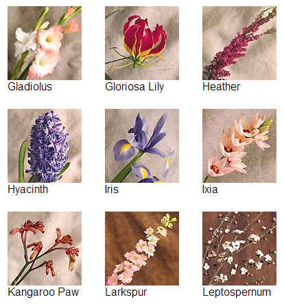 Resimli İngilizce Çiçekler
