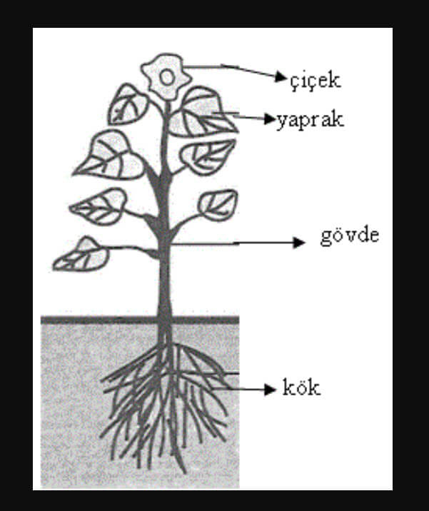 Ağacın Yapısı