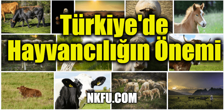 Türkiye'de Hayvancılığın Önemi