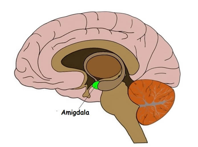 amigdala