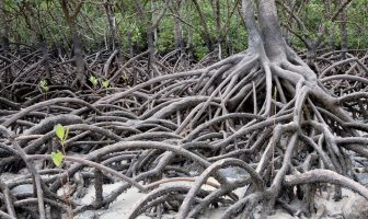 Mangrov Nedir - Mangrov Bitki Örtüsü Özellikleri Nelerdir?