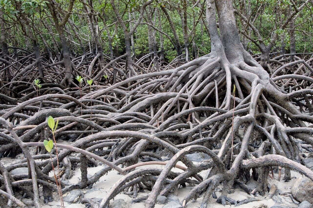 Mangrov Nedir - Mangrov Bitki Örtüsü Özellikleri Nelerdir?