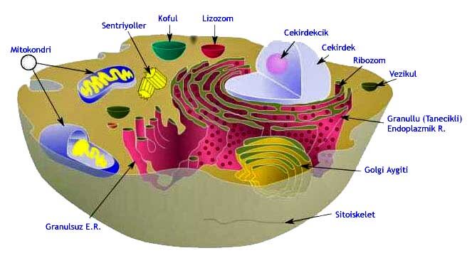 Hücre Yapısı
