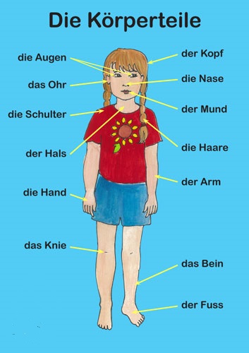 Resimli Almanca Vücudumuzun Bölümleri