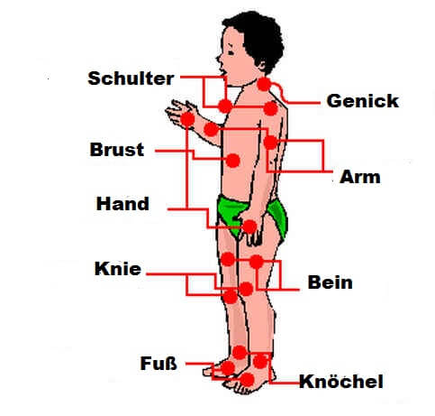 Resimli Almanca Vücudumuzun Bölümleri