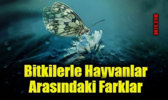 Bitkilerle Hayvanlar Arasındaki Farklar