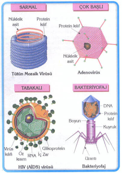 Virüslerin Şekilleri