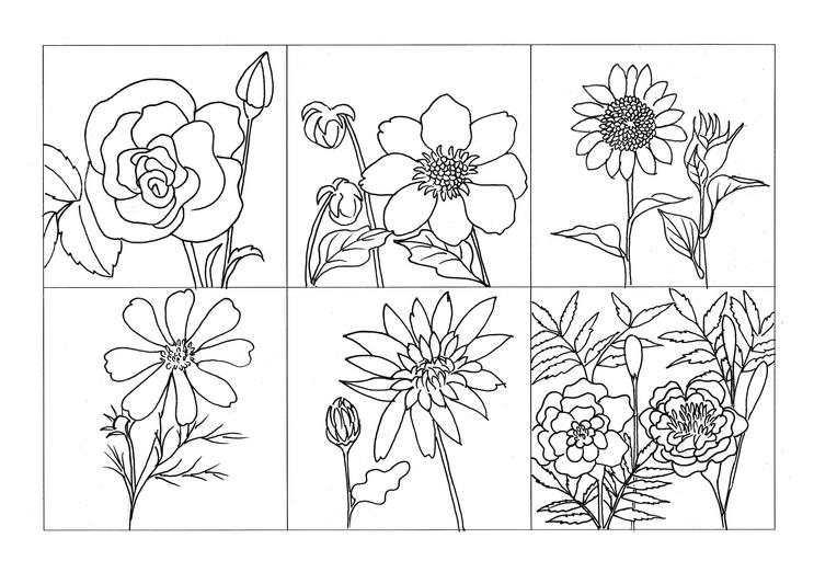 Çiçek Boyama Sayfaları