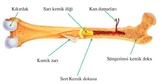 kemik yapısı