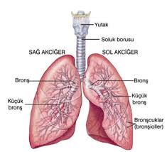 Solunum Akciğer