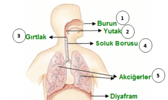 Solunum Organları