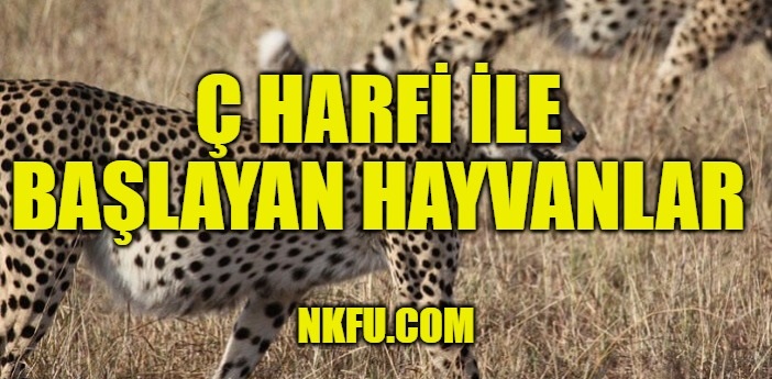 Ç Harfiyle hayvan